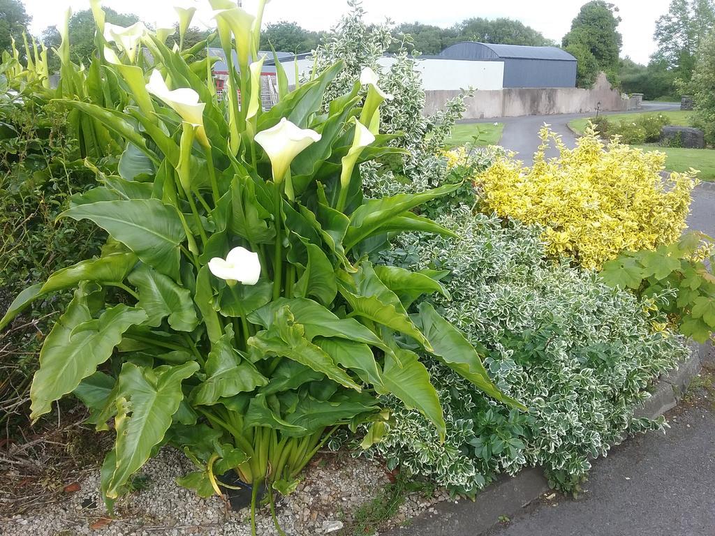 Rocksberry Bed & Breakfast Castlebar Esterno foto