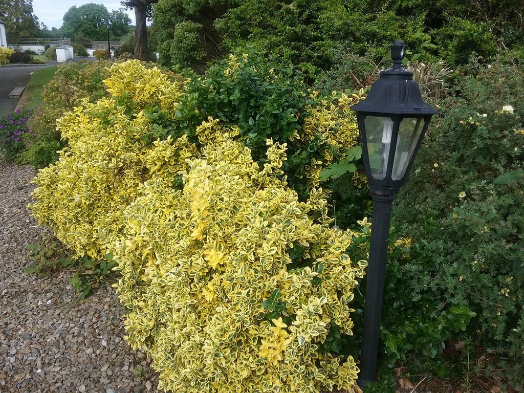 Rocksberry Bed & Breakfast Castlebar Esterno foto