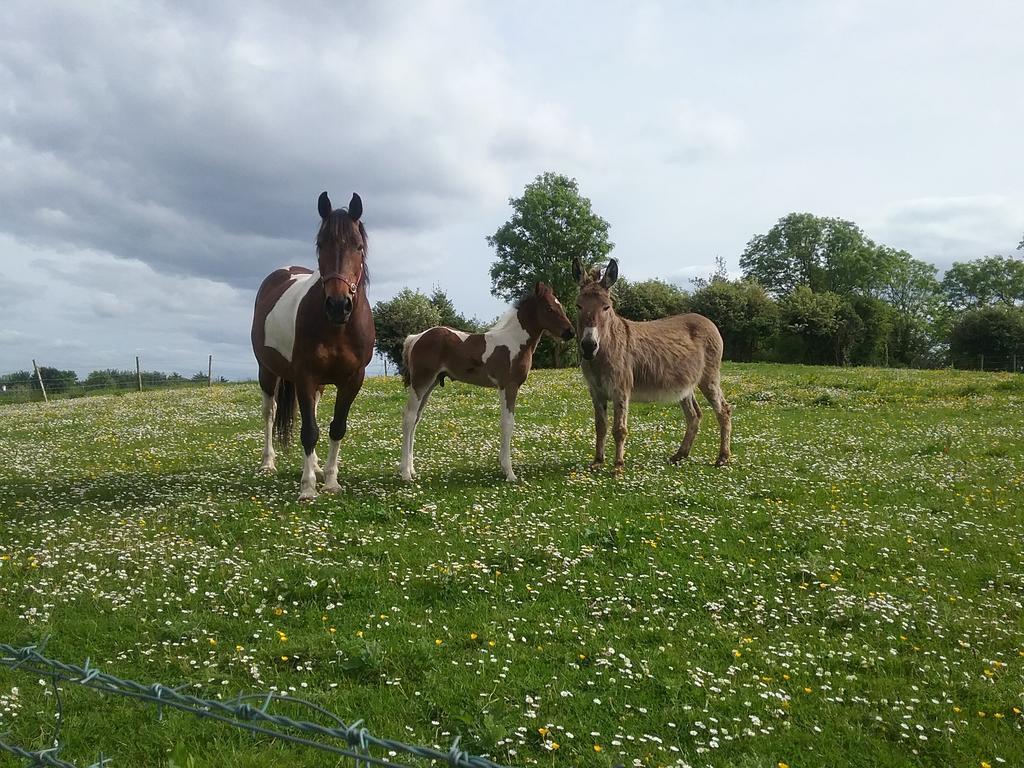 Rocksberry Bed & Breakfast Castlebar Esterno foto